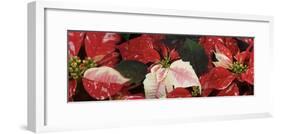 Close-up of Poinsettia flowers-Panoramic Images-Framed Photographic Print