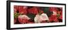 Close-up of Poinsettia flowers-Panoramic Images-Framed Photographic Print