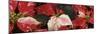 Close-up of Poinsettia flowers-Panoramic Images-Mounted Photographic Print