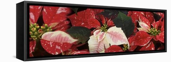 Close-up of Poinsettia flowers-Panoramic Images-Framed Stretched Canvas