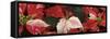 Close-up of Poinsettia flowers-Panoramic Images-Framed Stretched Canvas