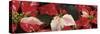 Close-up of Poinsettia flowers-Panoramic Images-Stretched Canvas