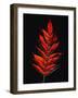 Close-up of Poison Sumac (Toxicodendron vernix) leaf against black background-Panoramic Images-Framed Photographic Print