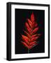 Close-up of Poison Sumac (Toxicodendron vernix) leaf against black background-Panoramic Images-Framed Photographic Print