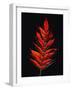 Close-up of Poison Sumac (Toxicodendron vernix) leaf against black background-Panoramic Images-Framed Photographic Print