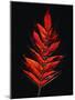 Close-up of Poison Sumac (Toxicodendron vernix) leaf against black background-Panoramic Images-Mounted Photographic Print