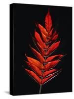 Close-up of Poison Sumac (Toxicodendron vernix) leaf against black background-Panoramic Images-Stretched Canvas