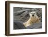 Close-Up of Polar Bear on Rocky Ground, Svalbard, Norway-Jaynes Gallery-Framed Photographic Print