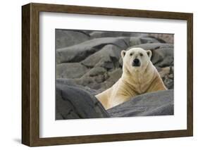 Close-Up of Polar Bear on Rocky Ground, Svalbard, Norway-Jaynes Gallery-Framed Photographic Print