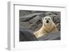 Close-Up of Polar Bear on Rocky Ground, Svalbard, Norway-Jaynes Gallery-Framed Photographic Print