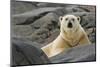 Close-Up of Polar Bear on Rocky Ground, Svalbard, Norway-Jaynes Gallery-Mounted Photographic Print