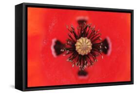 Close-Up of Poppy Flower Stamens and Stigma, La Serena, Extremadura, Spain, April 2009-Widstrand-Framed Stretched Canvas