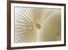 Close-up of Porcelain fungus showing gills, Cornwall, UK-Ross Hoddinott-Framed Photographic Print