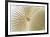 Close-up of Porcelain fungus showing gills, Cornwall, UK-Ross Hoddinott-Framed Photographic Print