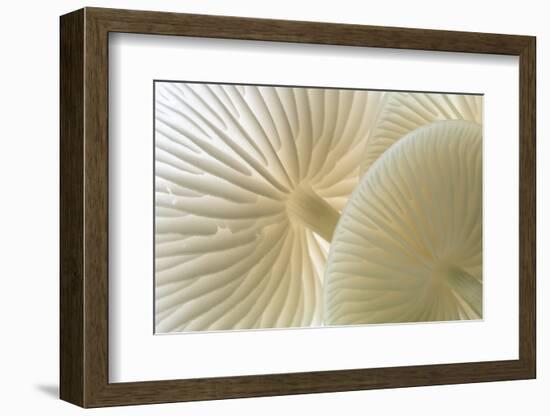 Close-up of Porcelain fungus showing gills, Cornwall, UK-Ross Hoddinott-Framed Photographic Print