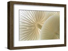 Close-up of Porcelain fungus showing gills, Cornwall, UK-Ross Hoddinott-Framed Photographic Print