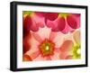 Close-Up of Primula Flower against White Background-Anette Linnea Rasmussen-Framed Photographic Print