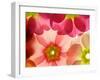 Close-Up of Primula Flower against White Background-Anette Linnea Rasmussen-Framed Photographic Print