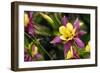 Close-Up of Purple and Yellow Columbine Flower-Matt Freedman-Framed Photographic Print