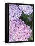 Close-up of Purple Blossoms-null-Framed Stretched Canvas