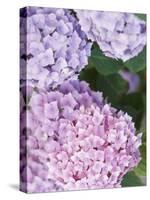 Close-up of Purple Blossoms-null-Stretched Canvas