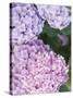Close-up of Purple Blossoms-null-Stretched Canvas