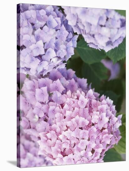 Close-up of Purple Blossoms-null-Stretched Canvas