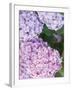 Close-up of Purple Blossoms-null-Framed Photographic Print