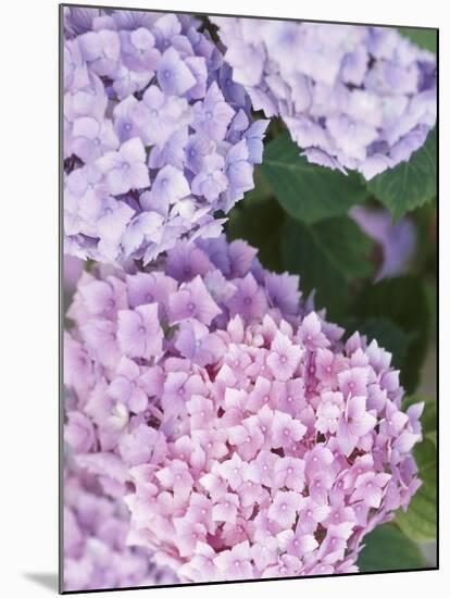 Close-up of Purple Blossoms-null-Mounted Photographic Print