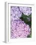 Close-up of Purple Blossoms-null-Framed Photographic Print