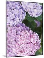 Close-up of Purple Blossoms-null-Mounted Photographic Print