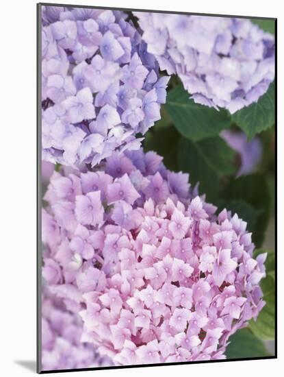 Close-up of Purple Blossoms-null-Mounted Photographic Print