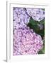 Close-up of Purple Blossoms-null-Framed Photographic Print