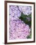 Close-up of Purple Blossoms-null-Framed Photographic Print