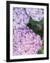 Close-up of Purple Blossoms-null-Framed Photographic Print