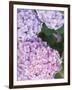 Close-up of Purple Blossoms-null-Framed Photographic Print