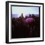 Close Up of Purple Flower Catching the Early Morning Light-Paul Schutzer-Framed Photographic Print