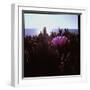 Close Up of Purple Flower Catching the Early Morning Light-Paul Schutzer-Framed Photographic Print