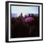Close Up of Purple Flower Catching the Early Morning Light-Paul Schutzer-Framed Photographic Print