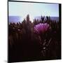 Close Up of Purple Flower Catching the Early Morning Light-Paul Schutzer-Mounted Photographic Print