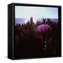 Close Up of Purple Flower Catching the Early Morning Light-Paul Schutzer-Framed Stretched Canvas