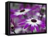 Close-up of purple flower, Keukenhof Garden, Lisse, Netherlands, Holland-Adam Jones-Framed Stretched Canvas