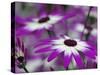 Close-up of purple flower, Keukenhof Garden, Lisse, Netherlands, Holland-Adam Jones-Stretched Canvas