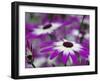 Close-up of purple flower, Keukenhof Garden, Lisse, Netherlands, Holland-Adam Jones-Framed Photographic Print