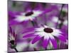 Close-up of purple flower, Keukenhof Garden, Lisse, Netherlands, Holland-Adam Jones-Mounted Photographic Print