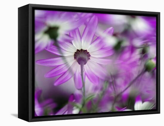 Close-up of purple flower, Keukenhof Garden, Lisse, Netherlands, Holland-Adam Jones-Framed Stretched Canvas