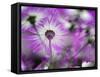 Close-up of purple flower, Keukenhof Garden, Lisse, Netherlands, Holland-Adam Jones-Framed Stretched Canvas