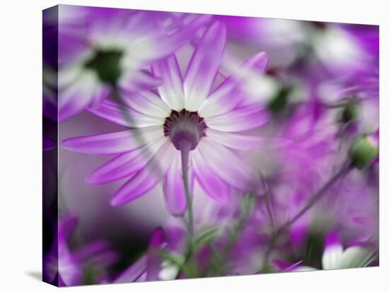 Close-up of purple flower, Keukenhof Garden, Lisse, Netherlands, Holland-Adam Jones-Stretched Canvas