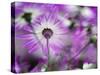 Close-up of purple flower, Keukenhof Garden, Lisse, Netherlands, Holland-Adam Jones-Stretched Canvas
