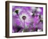 Close-up of purple flower, Keukenhof Garden, Lisse, Netherlands, Holland-Adam Jones-Framed Premium Photographic Print